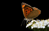 01 Small Copper (Lycaena phlaeas)